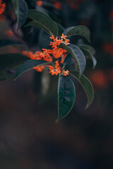 Sweet Osmanthus and Chinese Classical Architecture