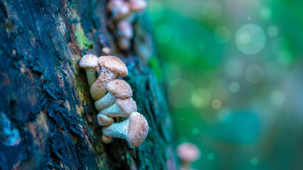 small mushrooms in a deciduous autumn forest