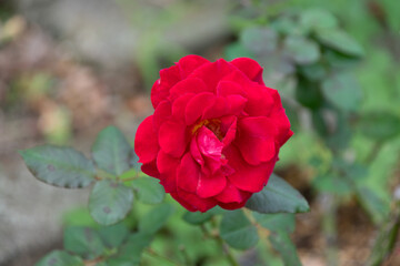 薔薇