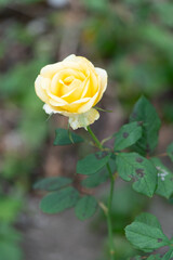 薔薇