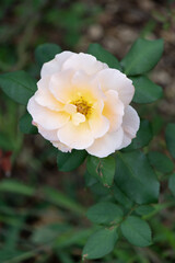 Obraz premium 薔薇