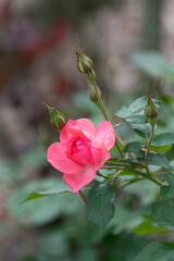 薔薇