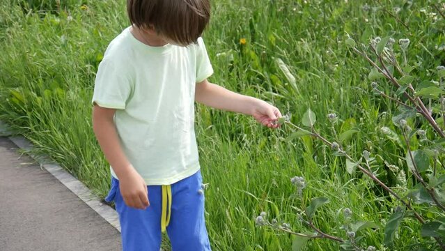 A happy cute boy plays with burdock thorns clinging them to the shorts