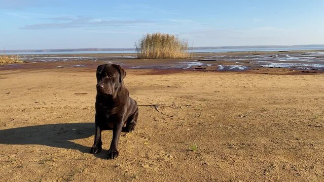 A chocolate labrador retriever dog on a wild beach poses directly for the camera. A pet on a walk.