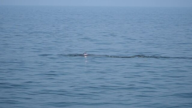 Bryde's whale, Eden's whale, Eating fish at gulf of Thailand