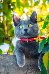 Gato joven azul ruso de color gris con collar rojo y ojos verdes amarillo asomándose o mostrándose entre las hojas y los árboles