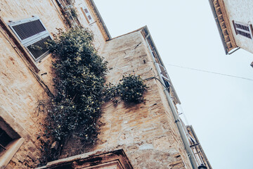 Fototapeta na wymiar Climbing plant in an old stone and brick house