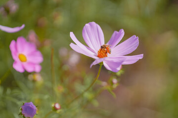 Pink Gesang Flowers in Autumn