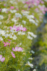 Pink Gesang Flowers in Autumn