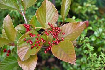 ハクサンボク　赤い実