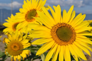 Fototapeta premium 満開のひまわりと青空・Helianthus annuus・Sunflower・日輪草