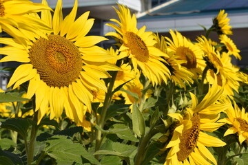 満開のひまわりと青空・Helianthus annuus・Sunflower・日輪草