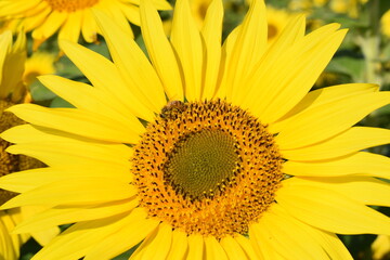 Fototapeta premium 満開のひまわりと青空・Helianthus annuus・Sunflower・日輪草と蜜蜂