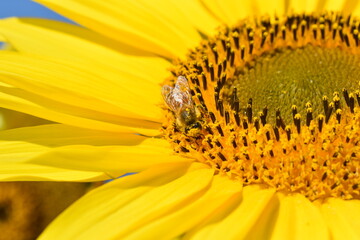 満開のひまわりと青空・Helianthus annuus・Sunflower・日輪草と蜜蜂