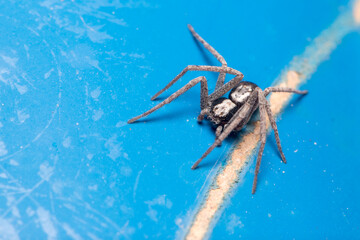 Running crab spider, Pulchellodromus sp., posed on a blue fence under the sun