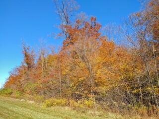 Wide View of Multicolored Autumn Trees Under Blue Sky
