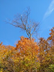 Bare and Colorful Autumn Trees Against Blue Sky