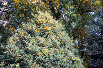 fluffy coniferous tree covered with yellow fallen leaves. fluffy christmas tree