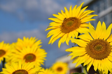 Fototapeta premium 満開のひまわりと青空・Helianthus annuus・Sunflower・日輪草