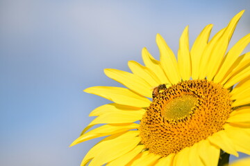 Obraz premium 満開のひまわりと青空・Helianthus annuus・Sunflower・日輪草