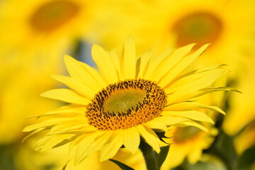 満開のひまわりと青空・Helianthus annuus・Sunflower・日輪草