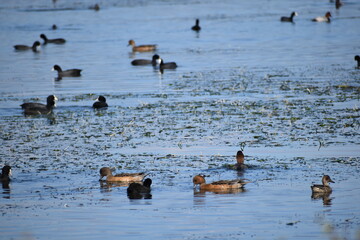 琵琶湖の渡り鳥鴨とオオバン