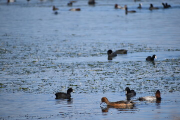 琵琶湖の渡り鳥鴨とオオバン