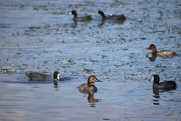 琵琶湖の渡り鳥鴨とオオバン