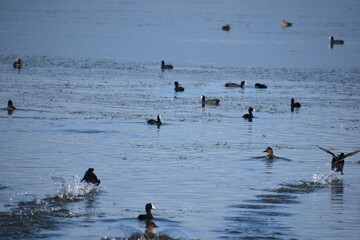 琵琶湖の渡り鳥鴨とオオバン