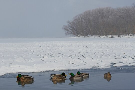 Small sord of mallards swimming in a frozen lake with leafless trees in the background
