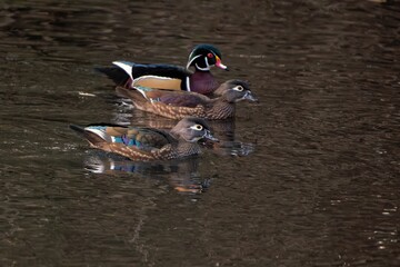 Lake with two common ducks and a wood duck (Aix sponsa) swimming