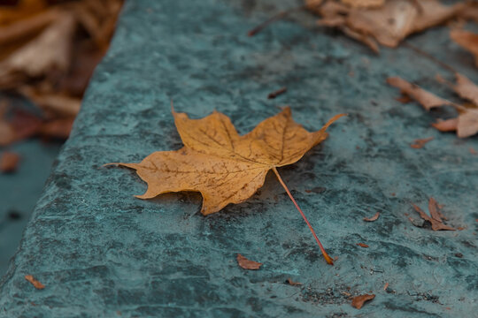 Close up photo of a singular leaf laying on a blue cobble stone stairway. There are leaves gathered in the background. 