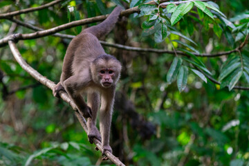 squirrel monkey in a tree; Galapagos animals