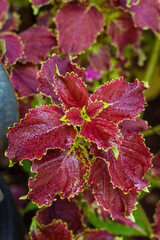 red and green leaves