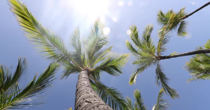 SEAMLESS LOOP VIDEO. Summer beach background palm trees against blue sky panorama, tropical Caribbean