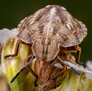 Macrophotography of a Tortoise Bug (Eurygaster testudinaria). Extremely close-up and details.