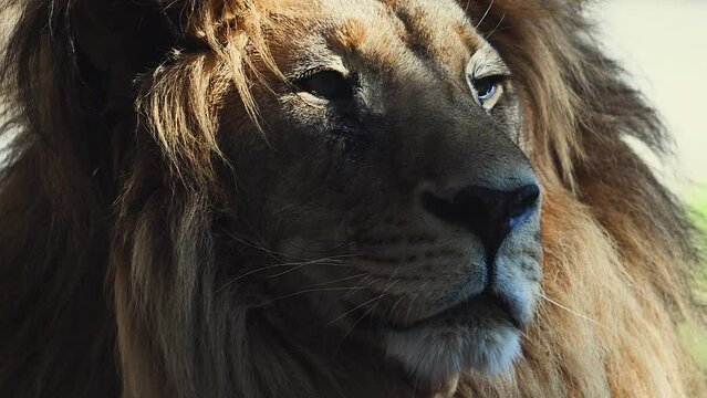 Big male lion king beautiful morning portrait, Southwest African lion close look filmed on high quality high speed camera nikon z9 