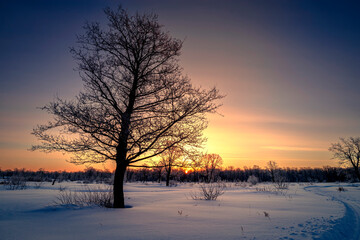 Fototapeta na wymiar Winter landscape with forest, trees covered snow and sunrise. Winter morning of a new day.