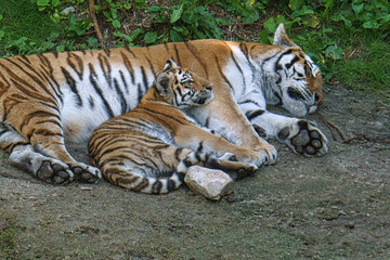 Fototapeta na wymiar siberian tiger mother with her cub lying relaxed on a meadow. powerful predatory cat.