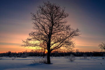 Winter landscape with forest, trees covered snow and sunrise. Winter morning of a new day.