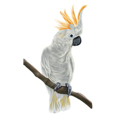 Illustration of gray parrot with orange tuft on branch on a transparent background © Nataliya Timofeeva