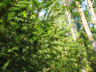 Fototapeta na wymiar Picea spruce, a genus of coniferous evergreen trees in the pine family Pinaceae. Coniferous forest in Karelia. Spruce branches and needles. The problem of ecology, deforestation and climate change