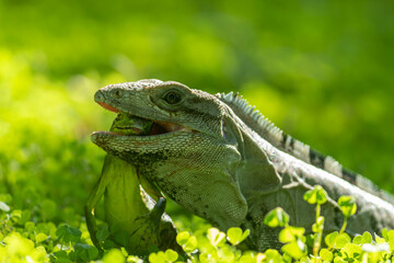 Obraz premium green lizard 