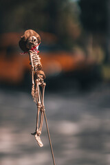 skeleton decoration Halloween 
