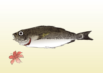 chicken grunt, Parapristipoma trilineatum, イサキ,鶏魚,食材,食べ物,シーフード,居酒屋,飲食,飲食店,刺身,寿司,魚料理, food, seafood, eating and drinking, restaurants,浮世絵,錦絵,日本画,