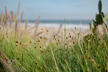 Fototapeta premium grass and water