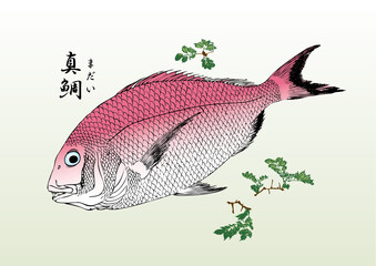 鯛,真鯛,タイ,たい,刺身,食材,食べ物,シーフード,居酒屋,飲食,飲食店,寿司,鮮魚,鮮魚店, Sashimi, Ingredients, Food, Seafood, Izakaya, Restaurant, Restaurant, Sushi, red sea bream, sea bream,浮世絵,錦絵,日本画,ukiyoe,nihonga	