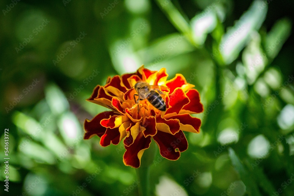 Poster Closeup of an orange marigold flower with a bee