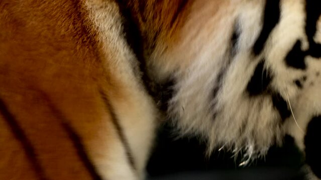 4k120 fps super slow motion video of big male Siberian tiger, panthera tigris altaica walking in forest, hunting in national park in morning sun rays, filmed on Nikon z9 high quality 8k camera