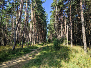 Beautiful view of the coniferous forest and the path going into the distance. Pyatigorsk, Caucasus, Russia